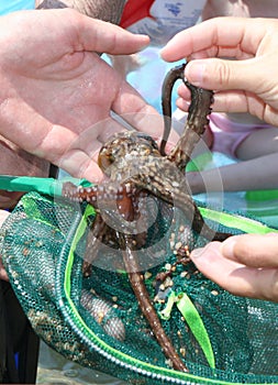 Octopus in hand