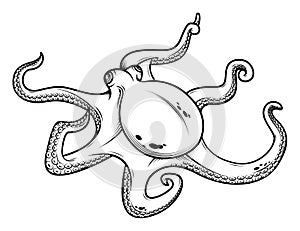 Octopus hand drawing vector