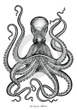 Octopus hand drawing vintage engraving illustration on white backgroud
