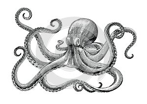 Octopus hand drawing vintage engraving illustration on white backgroud