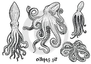 Octopus hand drawn vector illustrations. Black engraving sketch isolated on white. photo