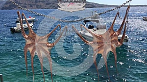 Octopus hanging to dry from sun in picturesque fishing harbour and bay of Ammoudi below iconic and famous village of Oia,