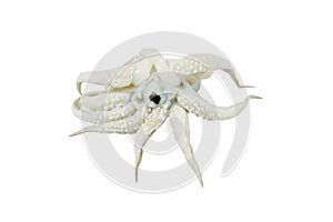 Octopus head, fresh big squid