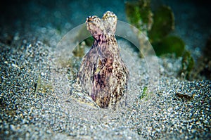 Octopus is hiding bunaken sulawesi indonesia underwater photo