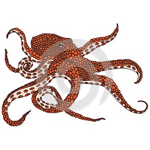 Octopus illustration