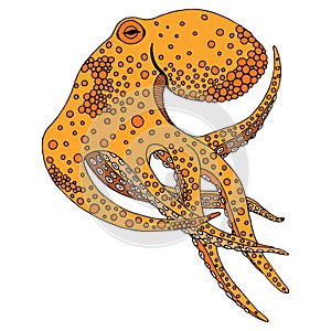 Octopus illustration