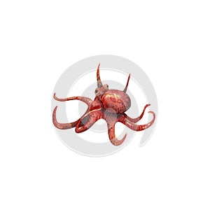 Octopus illustration. Hand drawn watercolor illustration with red octopus for posters design, souvenirs