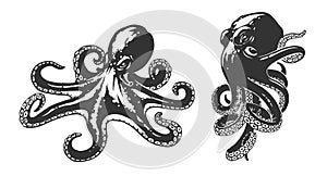 Oktopus illustrationen 