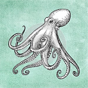 Octopus ink sketch