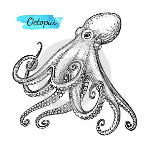 Octopus ink sketch.