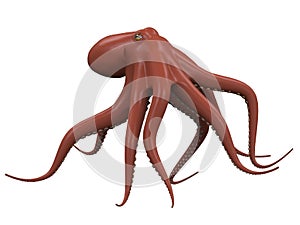Octopus Isolated