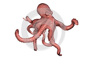 Octopus isolated on white
