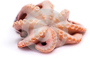 Octopus on isolated white background