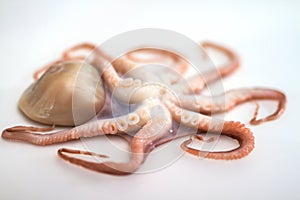 Octopus on isolated white background