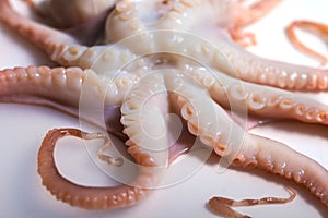 Octopus on isolated white background