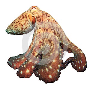 Octopus