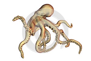 Octopus isolated on white background