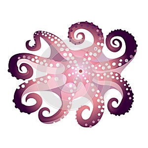 Octopus isolated on white background, fresh seafood, underwater marine animal, vector illustration.