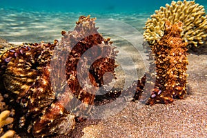 Octopus king of camouflage in the Red Sea