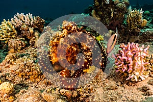 Octopus king of camouflage in the Red Sea