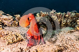 Octopus king of camouflage in the Red Sea