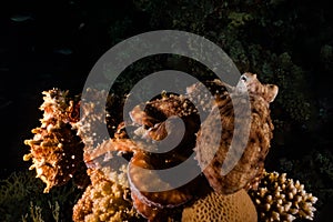 Octopus king of camouflage in the Red Sea