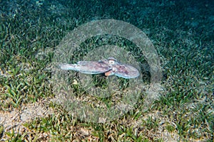 Octopus king of camouflage in the Red Sea