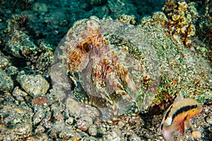 Octopus king of camouflage in the Red Sea