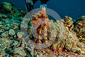 Octopus king of camouflage in the Red Sea