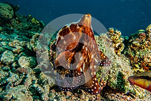 Octopus king of camouflage in the Red Sea