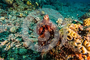 Octopus king of camouflage in the Red Sea