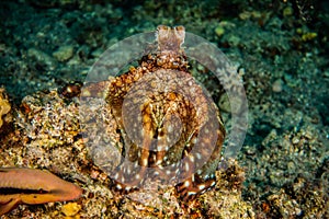 Octopus king of camouflage in the Red Sea