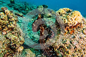 Octopus king of camouflage in the Red Sea