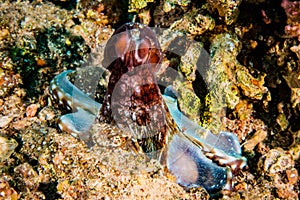 Octopus king of camouflage in the Red Sea