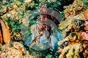 Octopus king of camouflage in the Red Sea