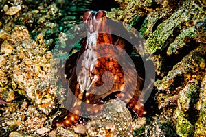 Octopus king of camouflage in the Red Sea