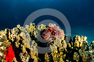 Octopus king of camouflage in the Red Sea