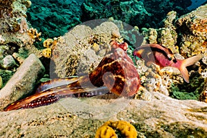 Octopus king of camouflage in the Red Sea