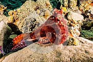 Octopus king of camouflage in the Red Sea