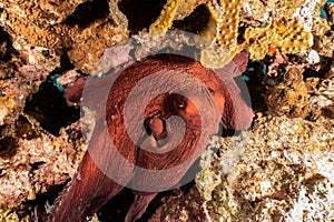 Octopus king of camouflage in the Red Sea