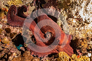 Octopus king of camouflage in the Red Sea