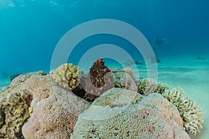 Octopus king of camouflage in the Red Sea