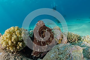 Octopus king of camouflage in the Red Sea