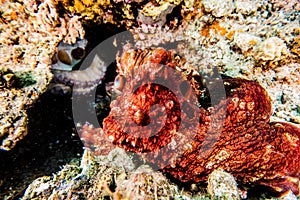 Octopus king of camouflage in the Red Sea, eilat israel