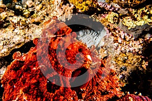 Octopus king of camouflage in the Red Sea, eilat israel