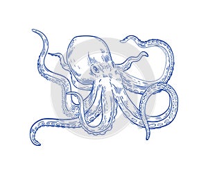 Octopus or Kraken drawn with contour lines on white background. Marine animal or mollusc with tentacles, deep sea photo