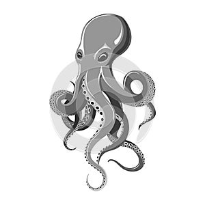 Octopus kraken illustration