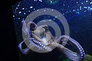Octopus kraken at the windowpane of an aquarium . Suckers and tentacles are holding on the glass . Sea animal with light purple