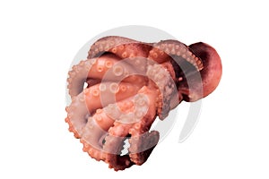 Octopus with large tentacles and suckers, isolated