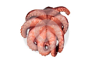 Octopus with large tentacles and suckers, isolated